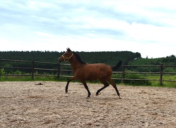 PRE Mix, Stute, 1 Jahr, Pearl
