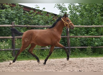 PRE Mix, Stute, 1 Jahr, Pearl