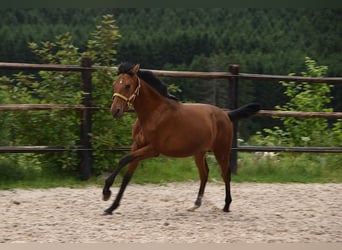 PRE Mix, Stute, 1 Jahr, Pearl
