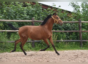 PRE Mix, Stute, 1 Jahr, Pearl