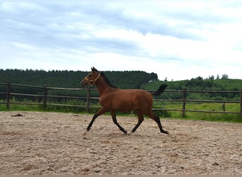 PRE Mix, Stute, 1 Jahr, Pearl