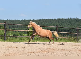 PRE Mix, Stute, 1 Jahr, Schimmel