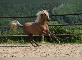 PRE Mix, Stute, 1 Jahr, Schimmel