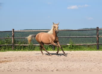 PRE Mix, Stute, 1 Jahr, Schimmel