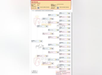 PRE, Stute, 1 Jahr, Schimmel