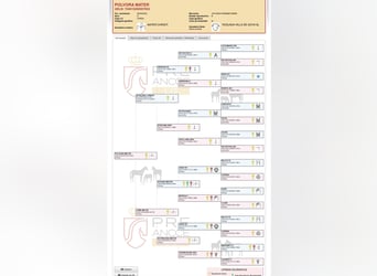 PRE, Stute, 1 Jahr, Schimmel