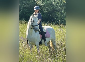 PRE Mix, Stute, 21 Jahre, 153 cm, Schimmel
