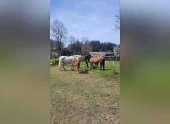PRE Mix, Stute, 21 Jahre, Schimmel