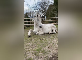 PRE, Stute, 24 Jahre, 152 cm, Schimmel