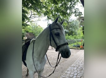 PRE, Stute, 24 Jahre, 155 cm, Schimmel