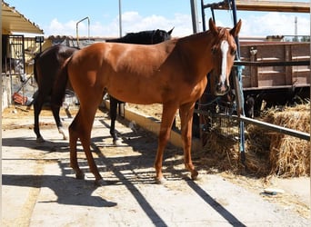 PRE, Stute, 2 Jahre, 149 cm, Fuchs