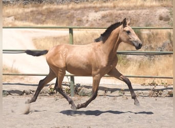 PRE Mix, Stute, 2 Jahre, 150 cm, Falbe