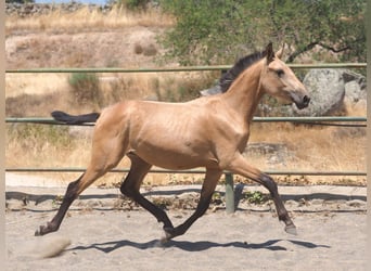 PRE Mix, Stute, 2 Jahre, 150 cm, Falbe