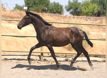 PRE Mix, Stute, 2 Jahre, 150 cm, Rappe