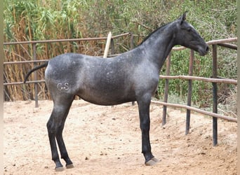 PRE Mix, Stute, 2 Jahre, 150 cm, Schimmel
