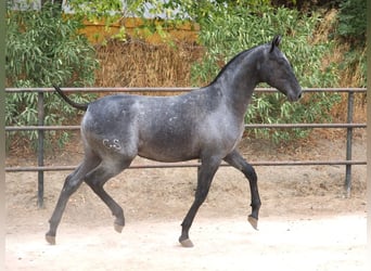 PRE Mix, Stute, 2 Jahre, 150 cm, Schimmel