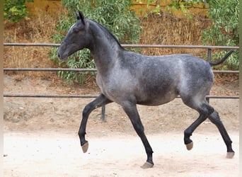 PRE Mix, Stute, 2 Jahre, 150 cm, Schimmel