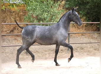 PRE Mix, Stute, 2 Jahre, 150 cm, Schimmel