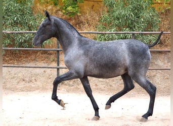 PRE Mix, Stute, 2 Jahre, 150 cm, Schimmel