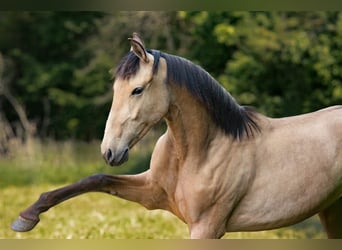 PRE, Stute, 2 Jahre, 151 cm, Buckskin