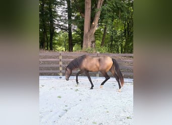 PRE, Stute, 2 Jahre, 152 cm, Falbe