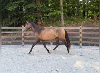 PRE, Stute, 2 Jahre, 152 cm, Falbe