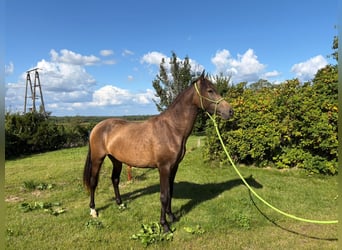 PRE, Stute, 2 Jahre, 152 cm, Falbe