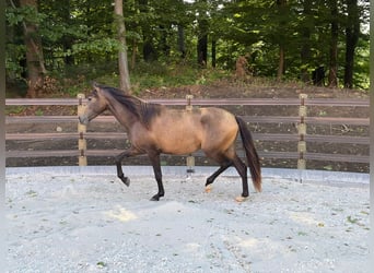 PRE, Stute, 2 Jahre, 152 cm, Falbe