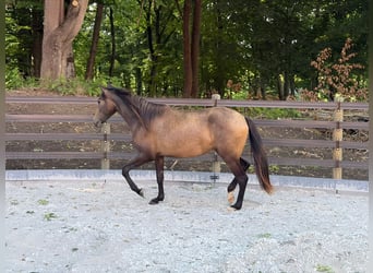 PRE, Stute, 2 Jahre, 152 cm, Falbe
