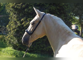 PRE Mix, Stute, 2 Jahre, 152 cm, Palomino