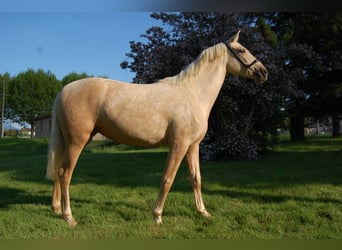 PRE Mix, Stute, 2 Jahre, 152 cm, Palomino