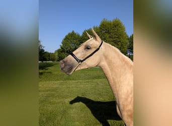 PRE Mix, Stute, 2 Jahre, 152 cm, Palomino