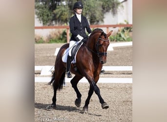 PRE Mix, Stute, 2 Jahre, 152 cm, Rotbrauner