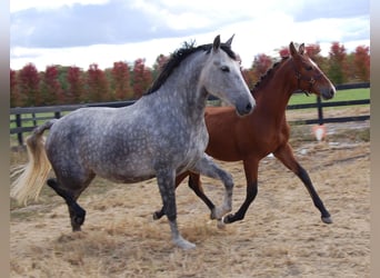PRE Mix, Stute, 2 Jahre, 152 cm, Rotbrauner