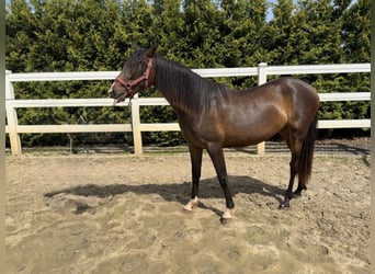 PRE Mix, Stute, 2 Jahre, 155 cm, Brauner