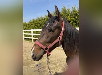 PRE Mix, Stute, 2 Jahre, 155 cm, Brauner