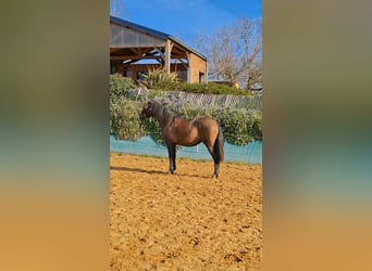 PRE Mix, Stute, 2 Jahre, 155 cm, Braunfalbschimmel