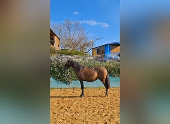 PRE Mix, Stute, 2 Jahre, 155 cm, Braunfalbschimmel
