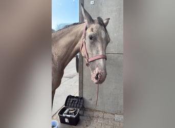 PRE Mix, Stute, 2 Jahre, 155 cm, Champagne