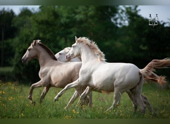 PRE, Stute, 2 Jahre, 155 cm, Cremello