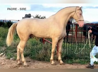 PRE, Stute, 2 Jahre, 155 cm, Falbe