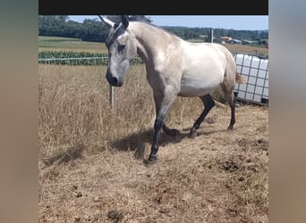 PRE Mix, Stute, 2 Jahre, 155 cm, Schimmel