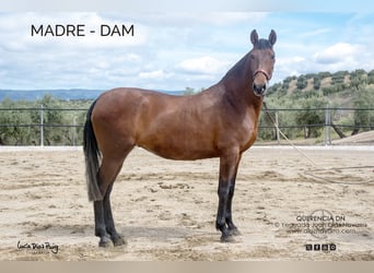 PRE, Stute, 2 Jahre, 156 cm, Palomino