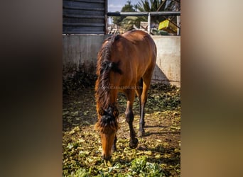 PRE, Stute, 2 Jahre, 157 cm, Brauner