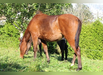 PRE, Stute, 2 Jahre, 157 cm, Brauner