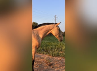 PRE Mix, Stute, 2 Jahre, 157 cm, Falbe