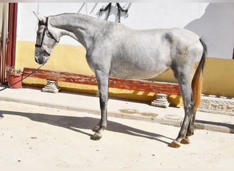 PRE Mix, Stute, 2 Jahre, 158 cm, Schimmel