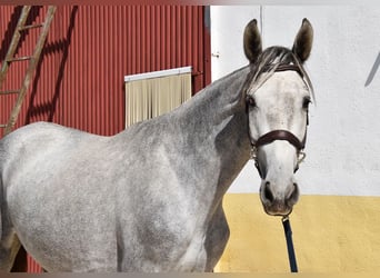 PRE Mix, Stute, 2 Jahre, 158 cm, Schimmel