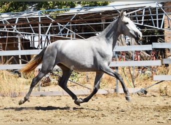 PRE Mix, Stute, 2 Jahre, 158 cm, Schimmel