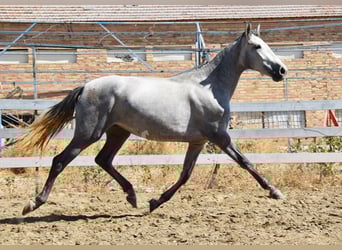 PRE Mix, Stute, 2 Jahre, 158 cm, Schimmel